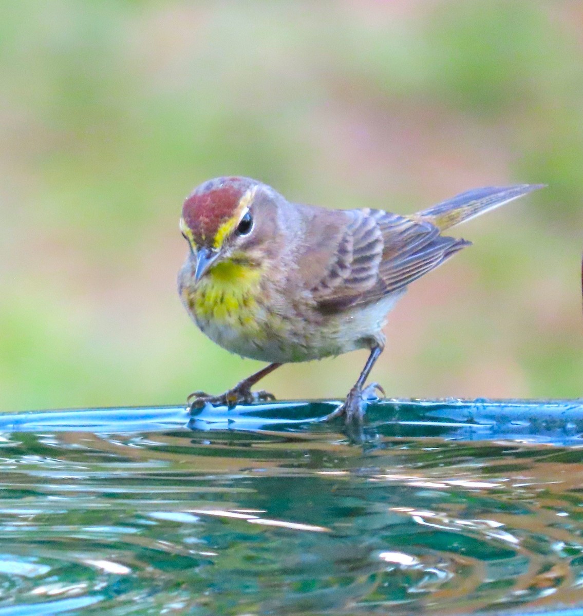 Palm Warbler - ML617545440