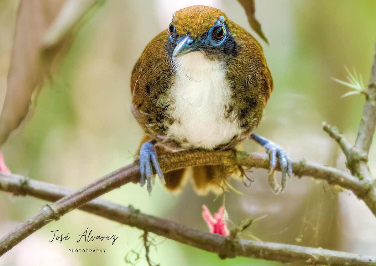 Bicolored Antbird - José Alvarez