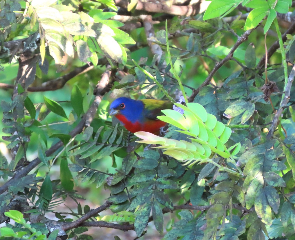 Painted Bunting - ML617545453