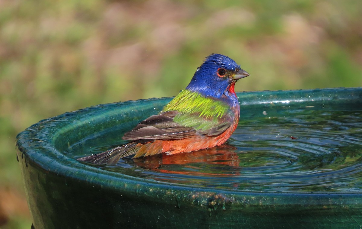 Painted Bunting - ML617545454