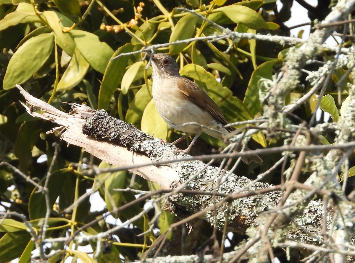 Pale-breasted Thrush - Manuel Pérez R.