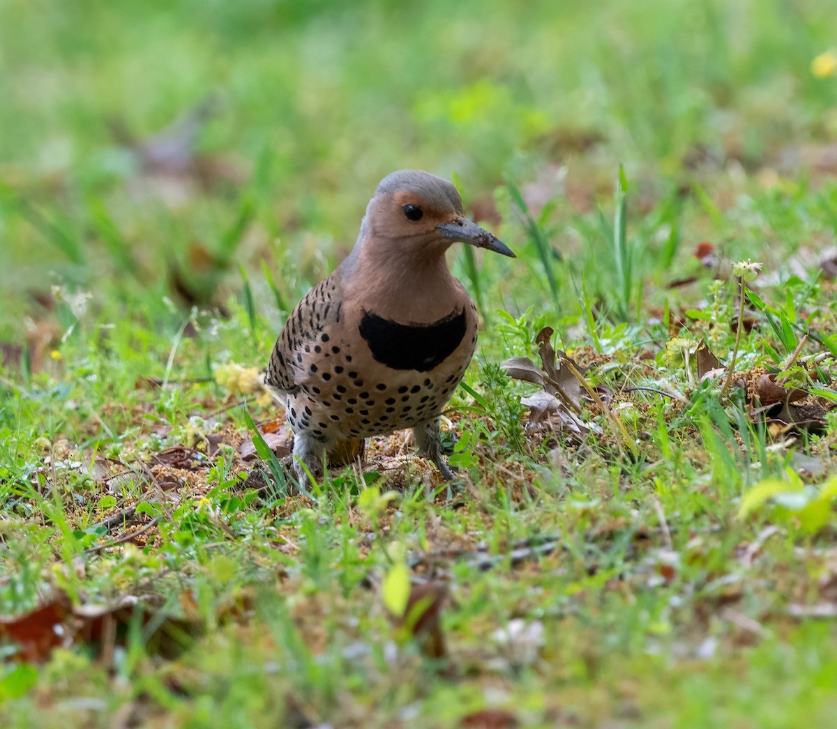 Northern Flicker - ML617545462