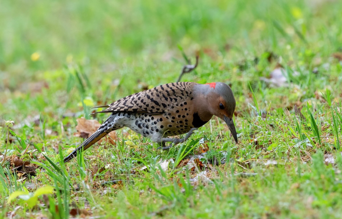 Northern Flicker - ML617545480