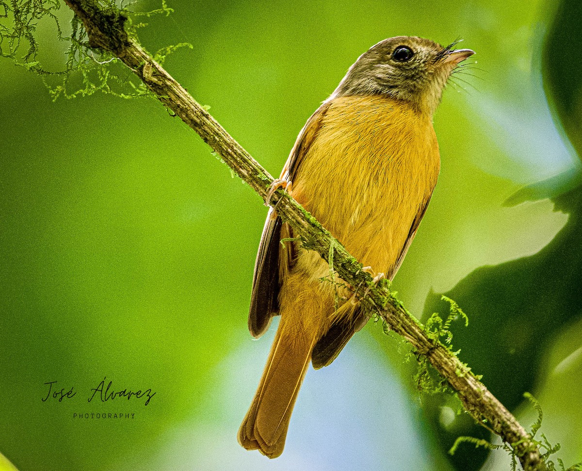 Ruddy-tailed Flycatcher - ML617545481