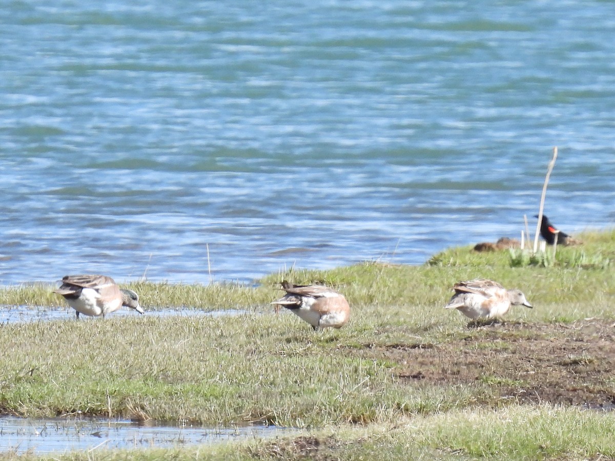 American Wigeon - ML617545485