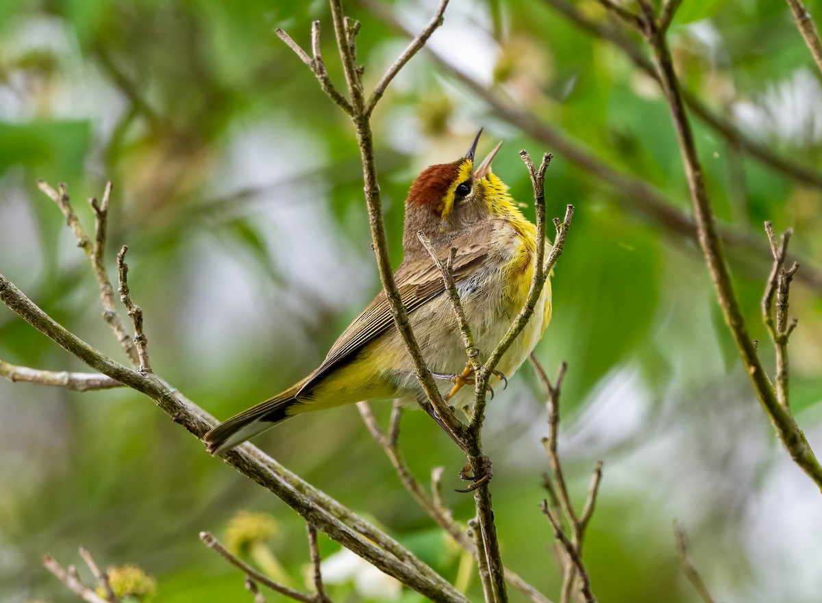 Palm Warbler - Eric Bodker