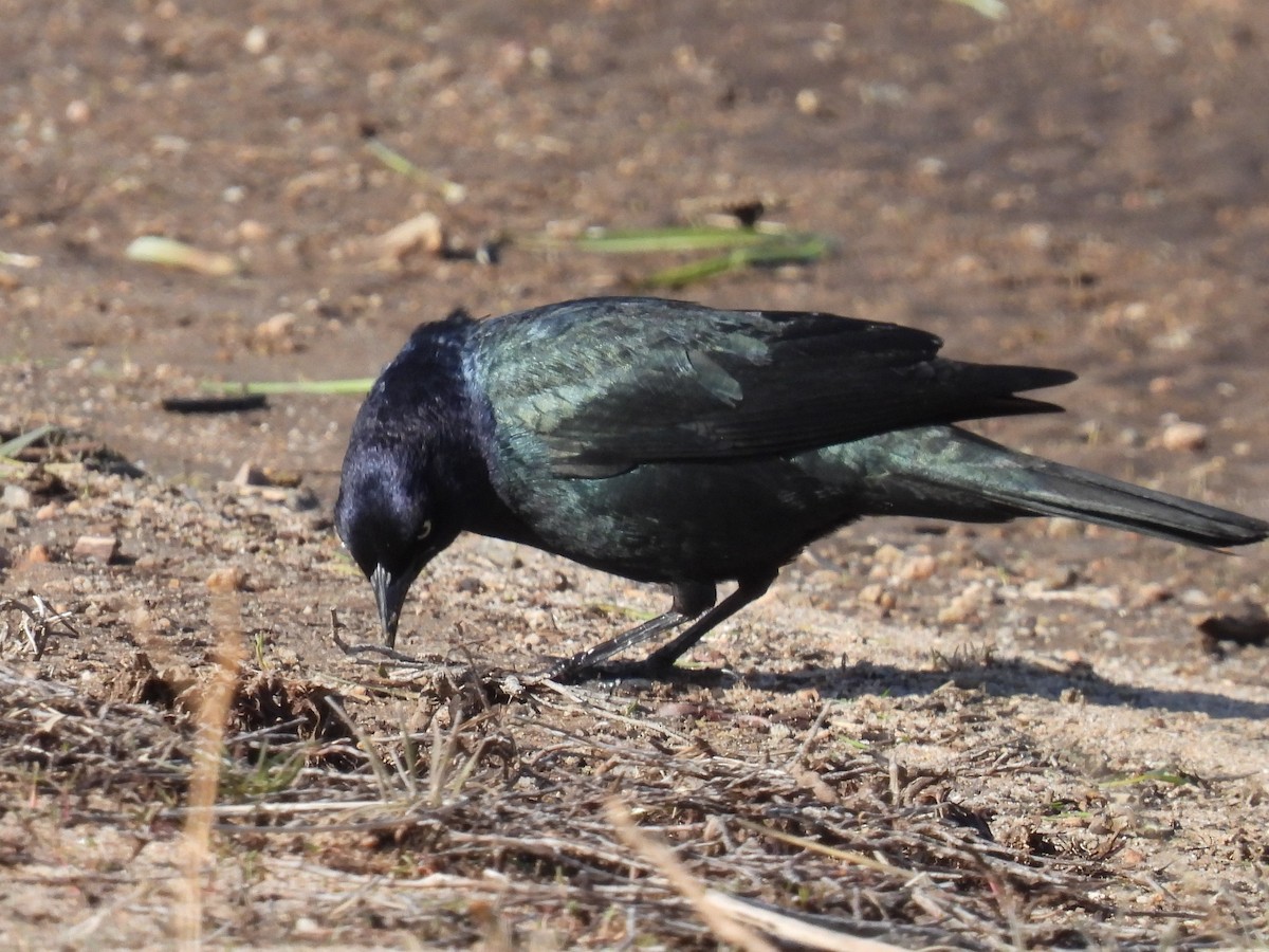 Brewer's Blackbird - ML617545530