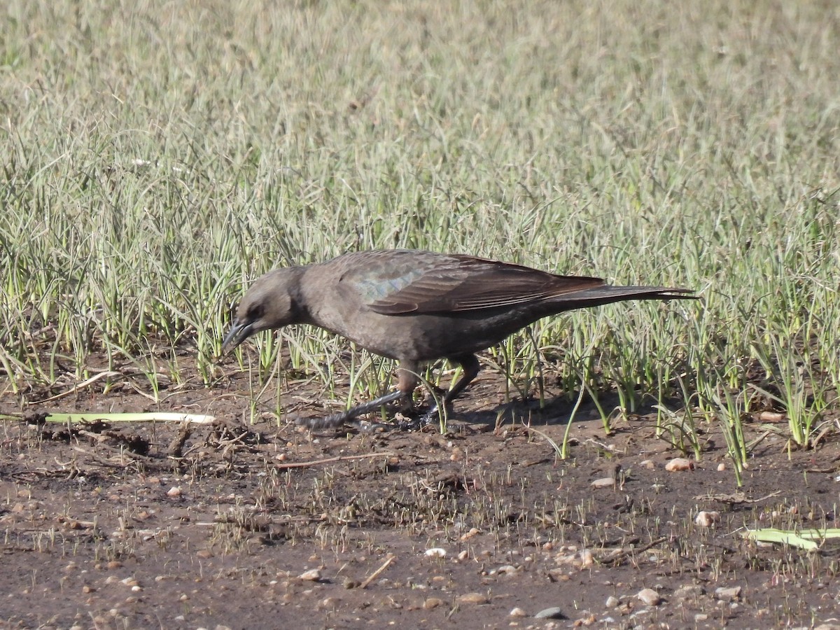 Brewer's Blackbird - ML617545532