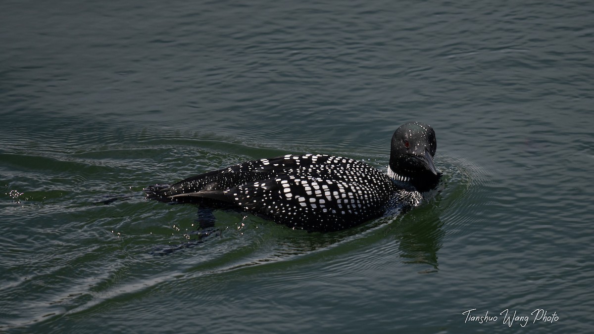 Plongeon huard - ML617545554