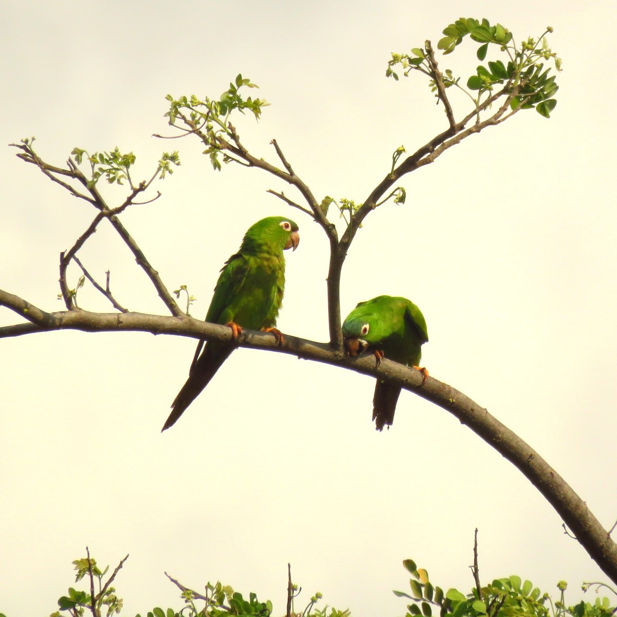 Aratinga Cabeciazul - ML617545560