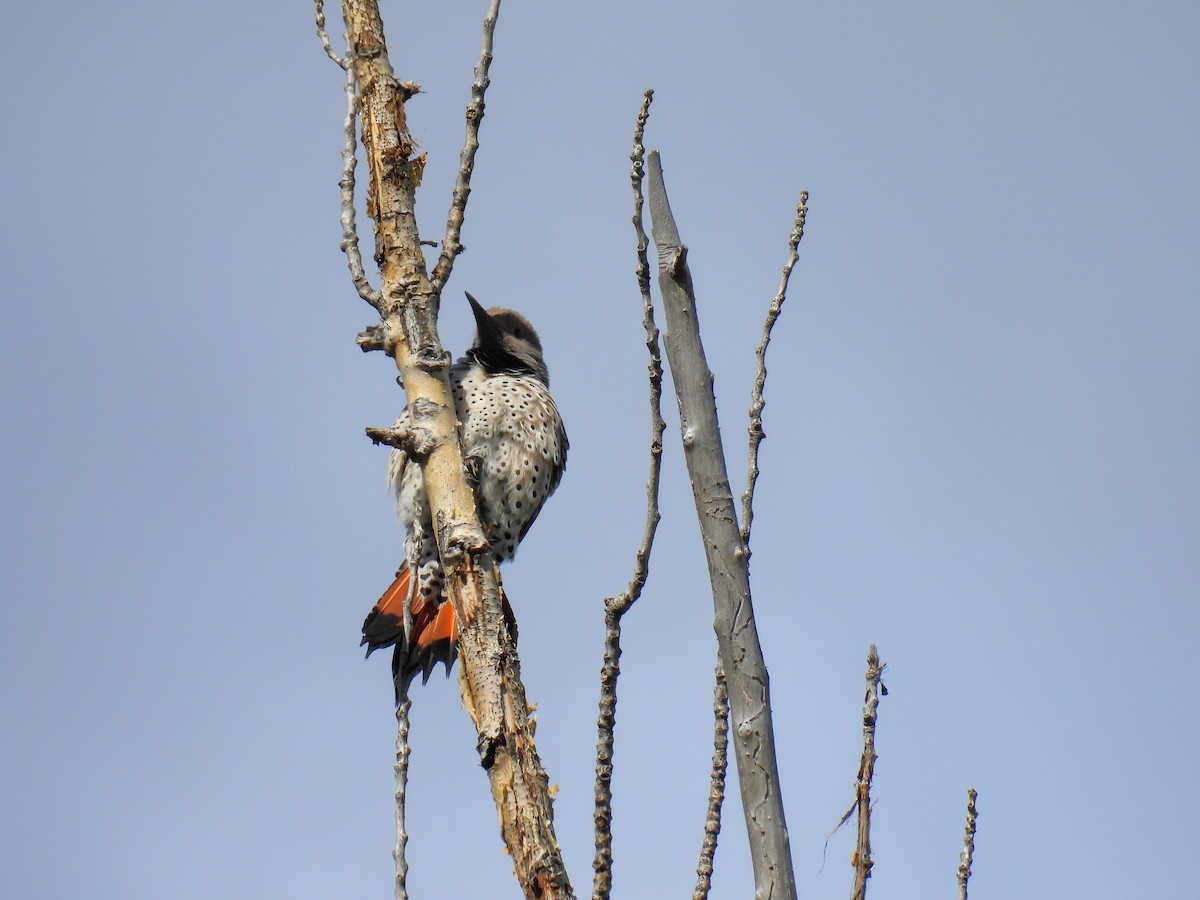 Northern Flicker - Donna DeJong