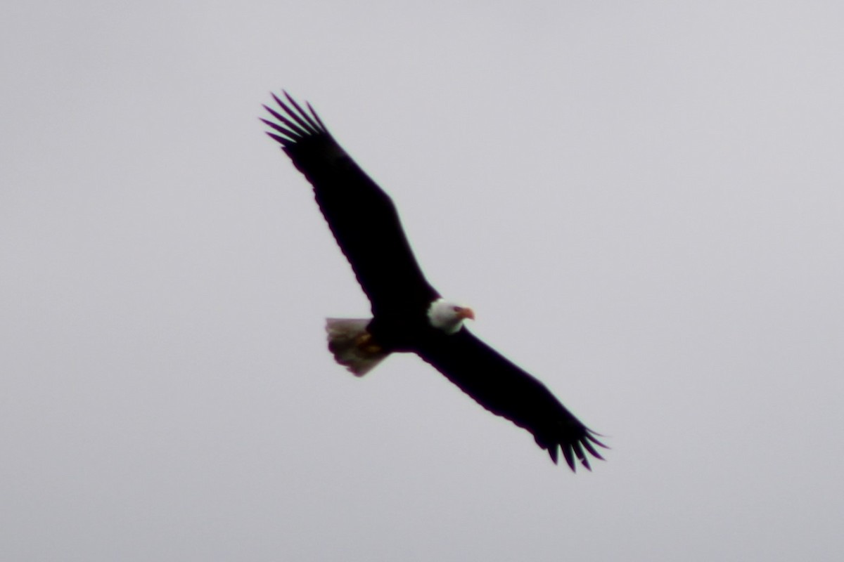 Weißkopf-Seeadler - ML617545608