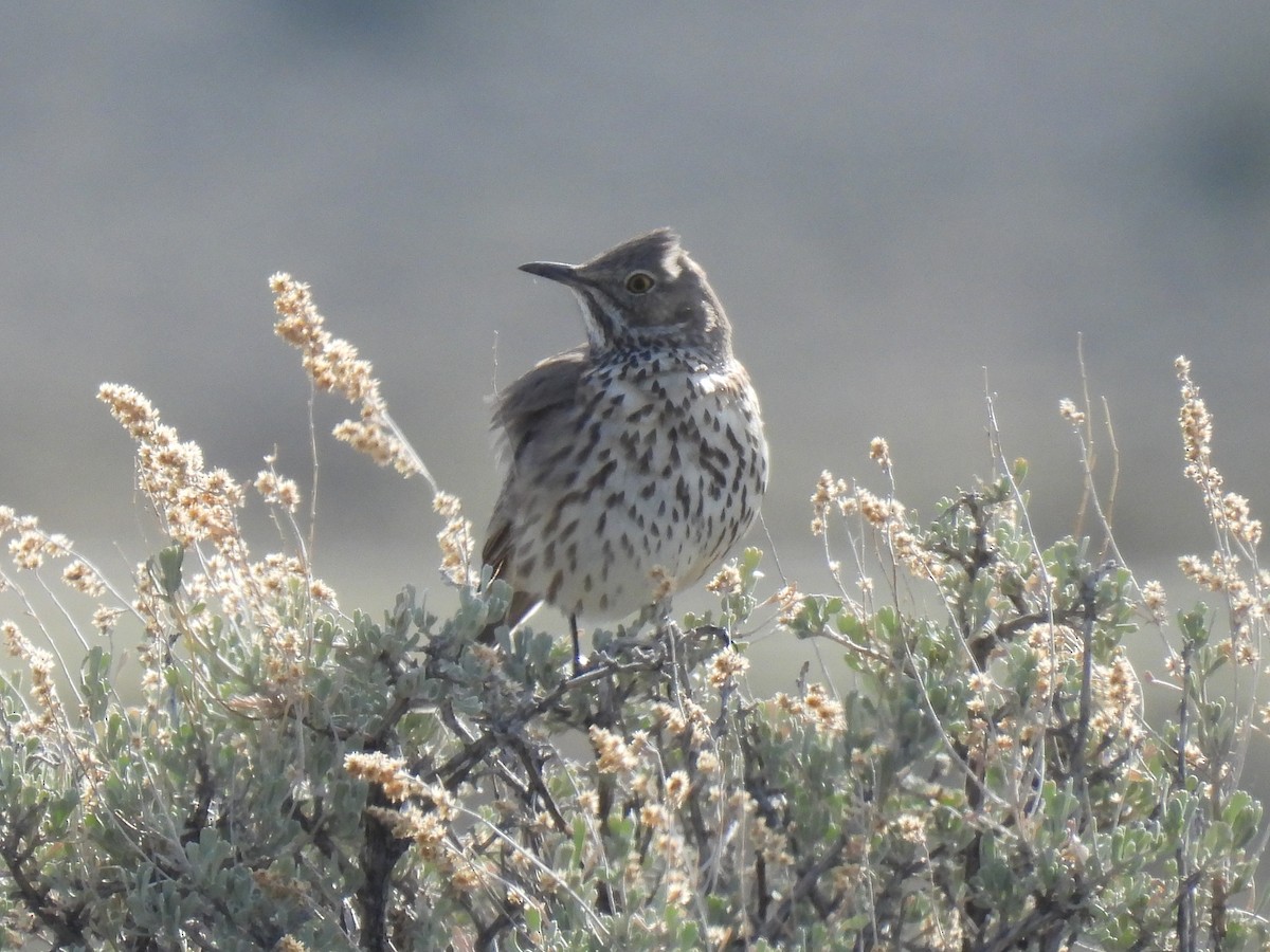 Sage Thrasher - ML617545610