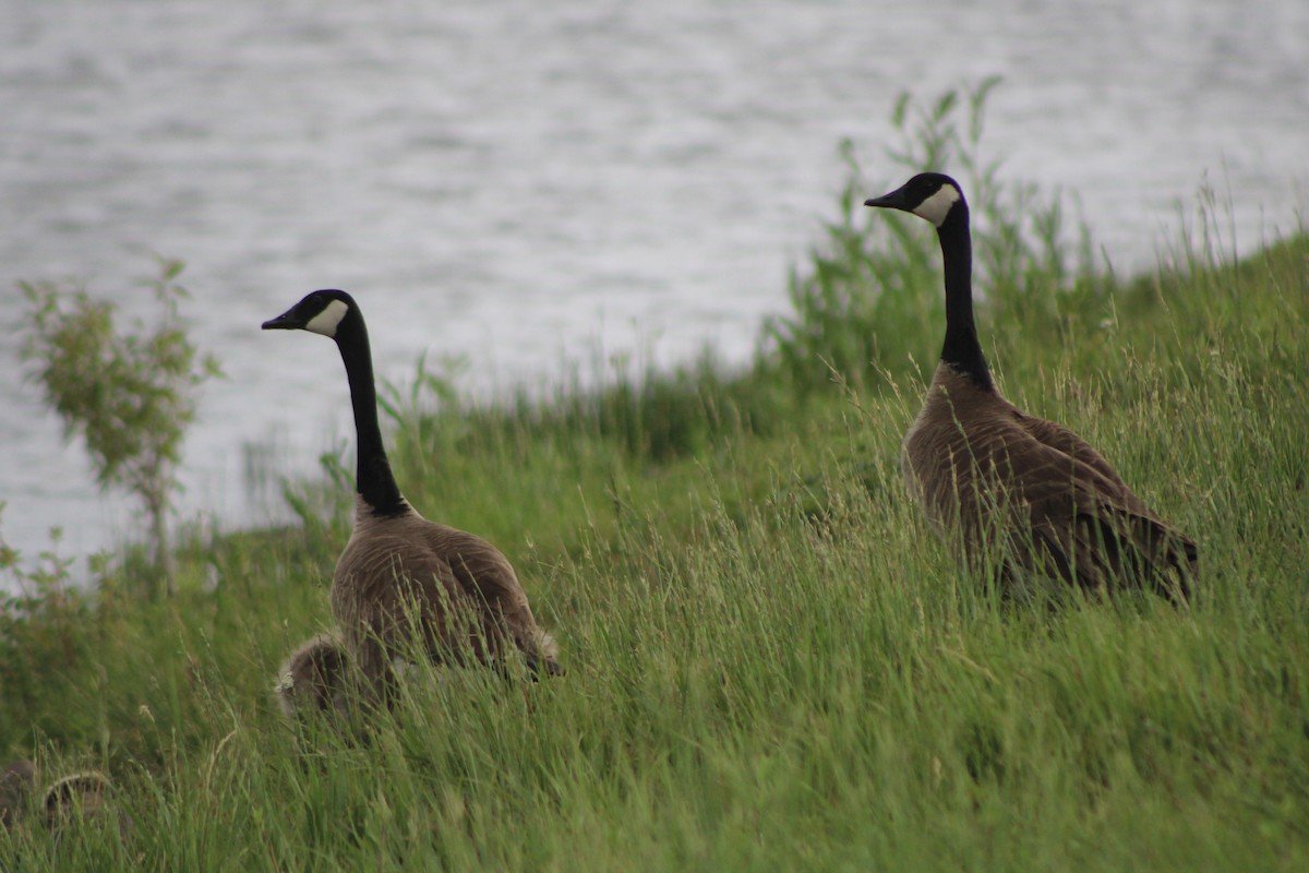 Canada Goose (moffitti/maxima) - Sean Cozart