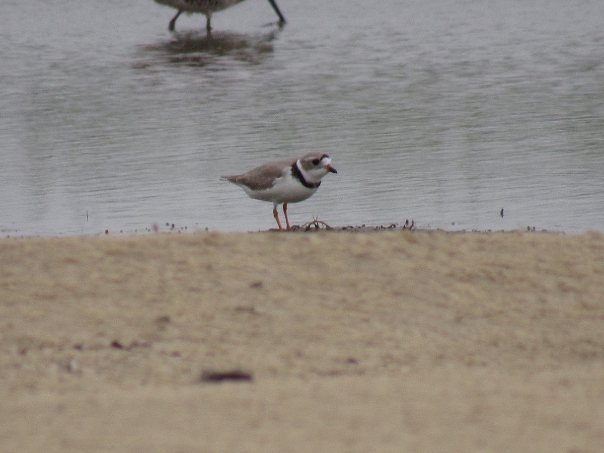 Piping Plover - ML617545666