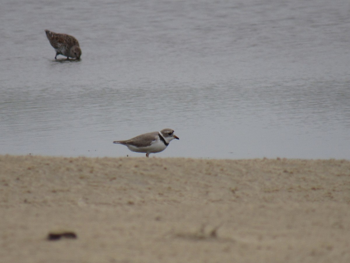 Piping Plover - ML617545667