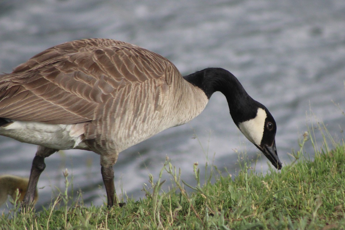 Canada Goose (moffitti/maxima) - Sean Cozart