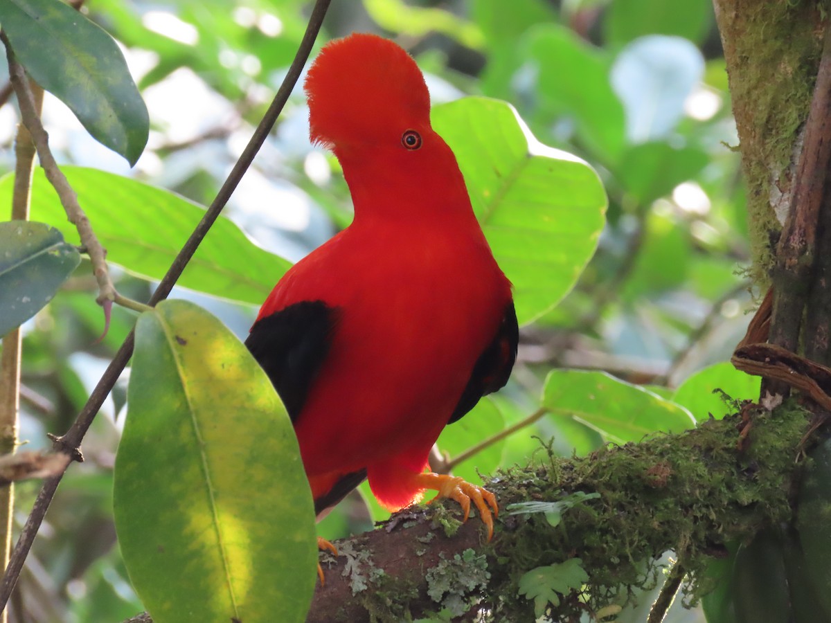 Andean Cock-of-the-rock - ML617545670