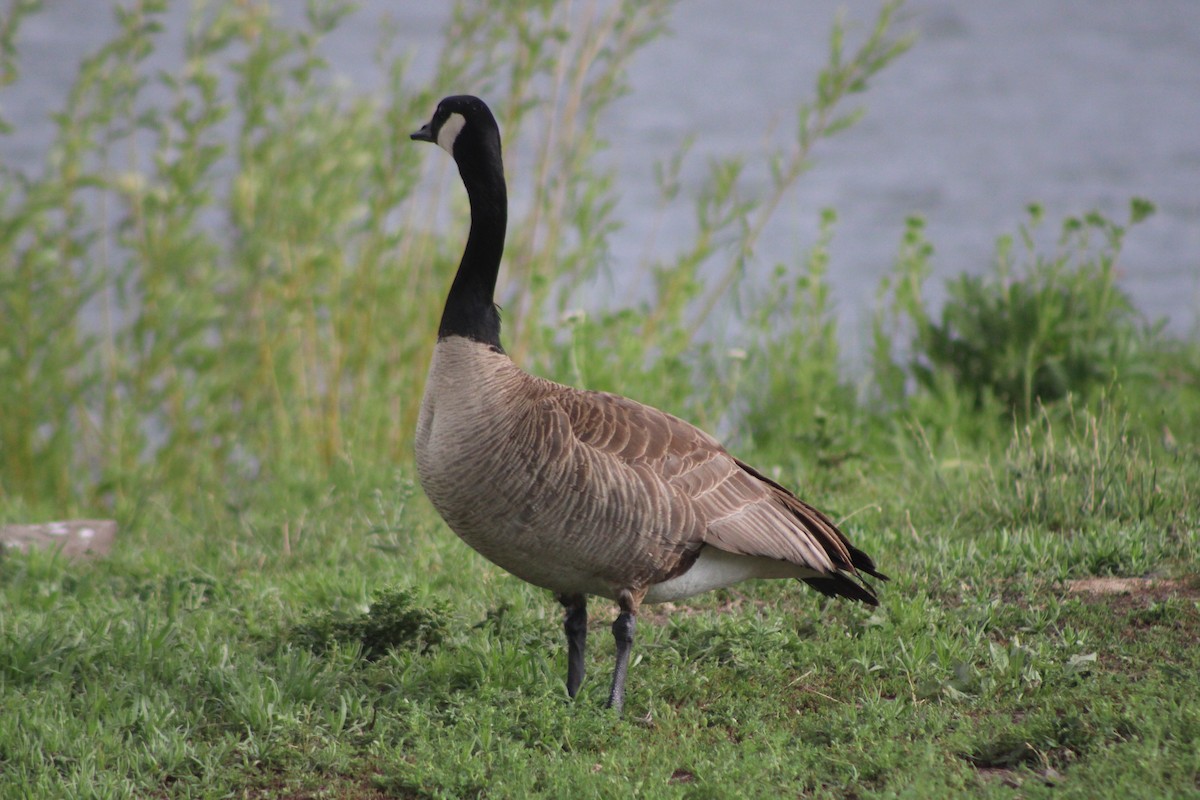 Canada Goose (moffitti/maxima) - Sean Cozart