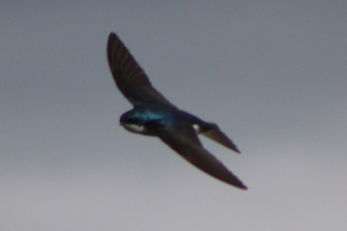 Tree Swallow - Sean Cozart