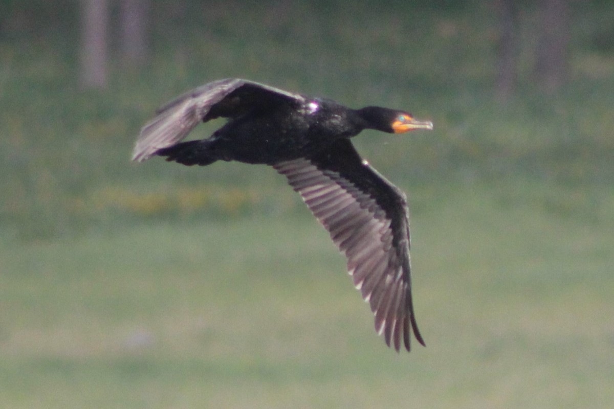 Double-crested Cormorant - Sean Cozart