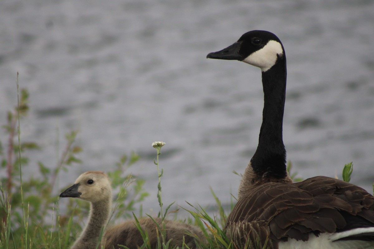 Canada Goose (moffitti/maxima) - ML617545706