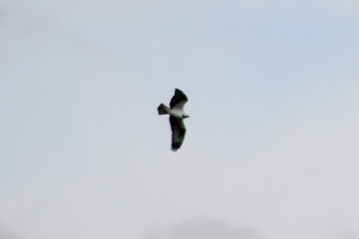 Águila Pescadora (carolinensis) - ML617545725