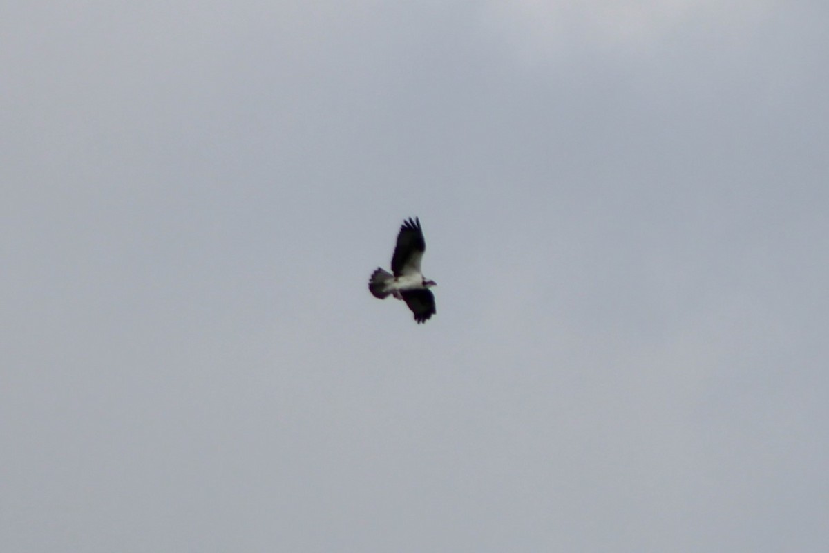 Osprey (carolinensis) - Sean Cozart