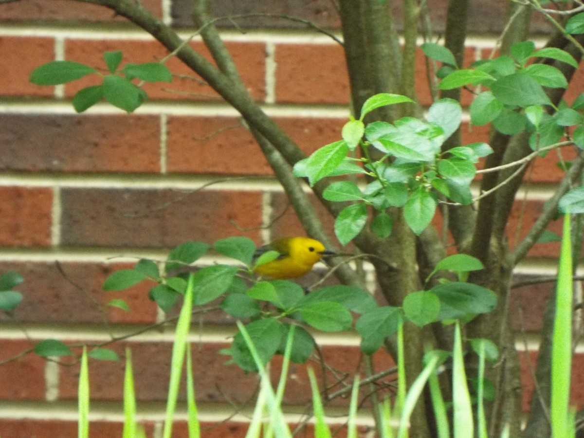 Prothonotary Warbler - Susan Cannella