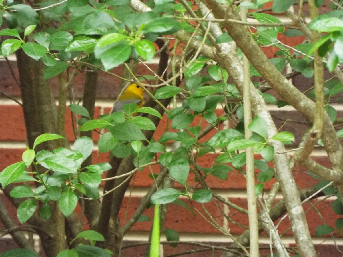 Prothonotary Warbler - Susan Cannella