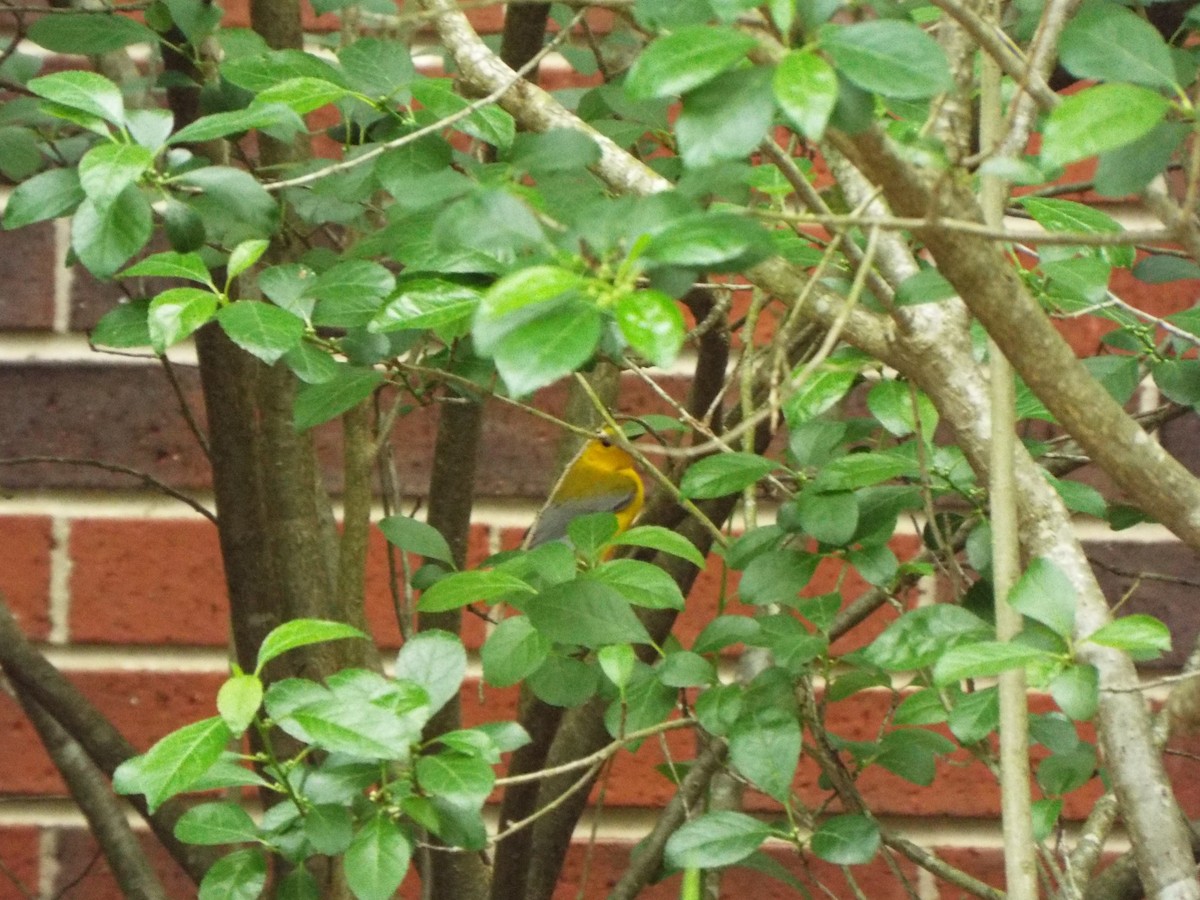 Prothonotary Warbler - Susan Cannella