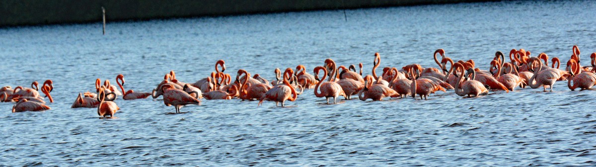 American Flamingo - ML617545828