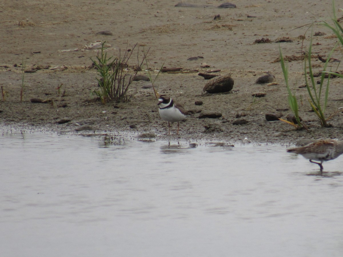 Semipalmated Plover - ML617545847