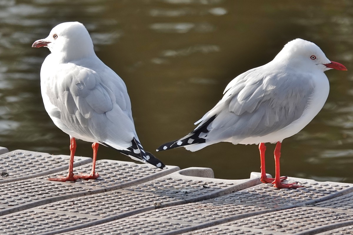 Silver Gull (Silver) - Alan Coates