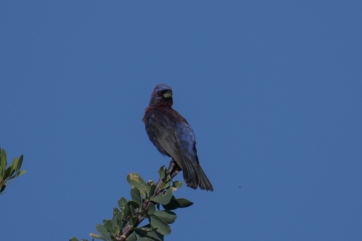 Varied Bunting - ML617545876