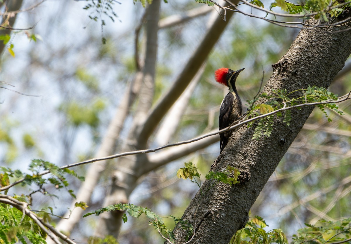 Lineated Woodpecker - ML617545884