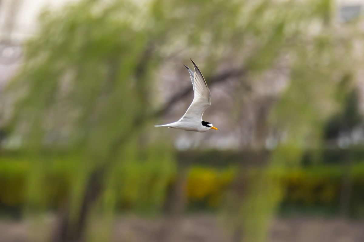 Little Tern - ML617545918