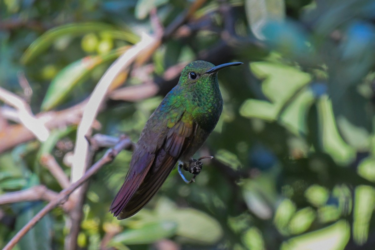 beryllkolibri - ML617545963