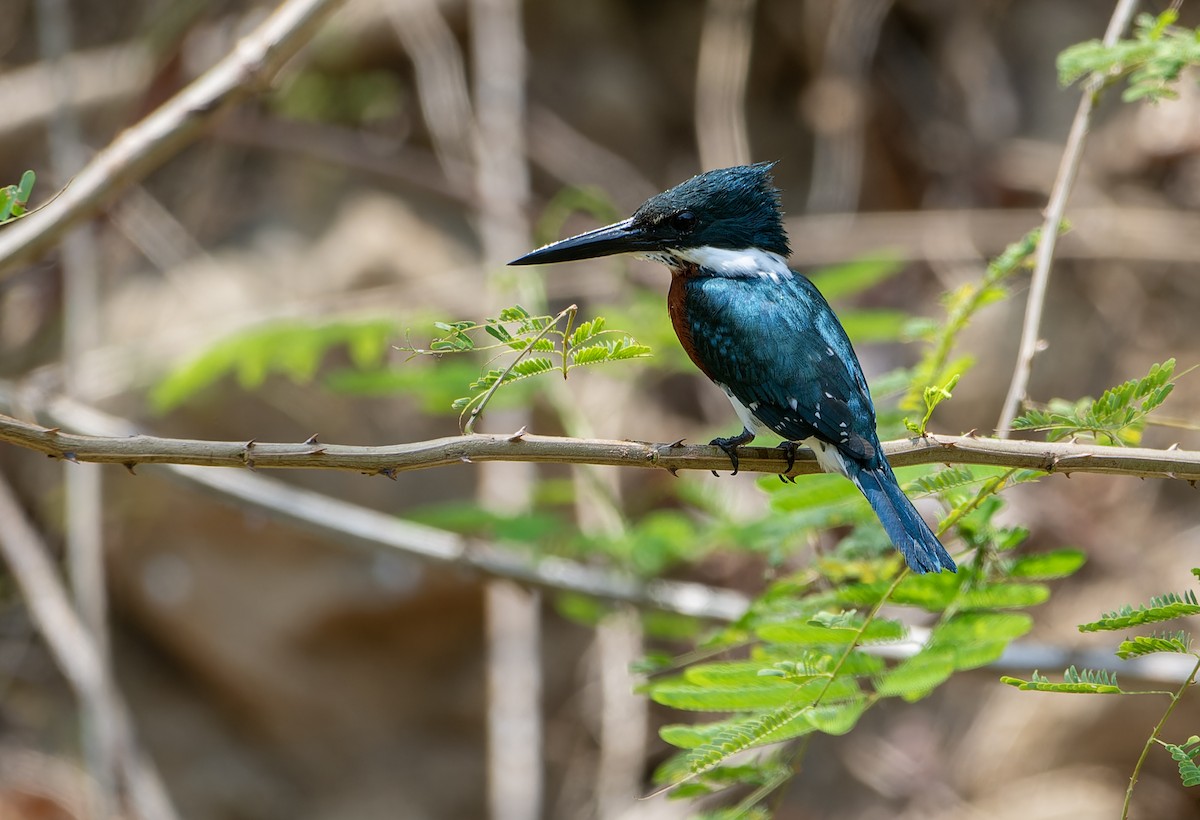 Green Kingfisher - ML617546013