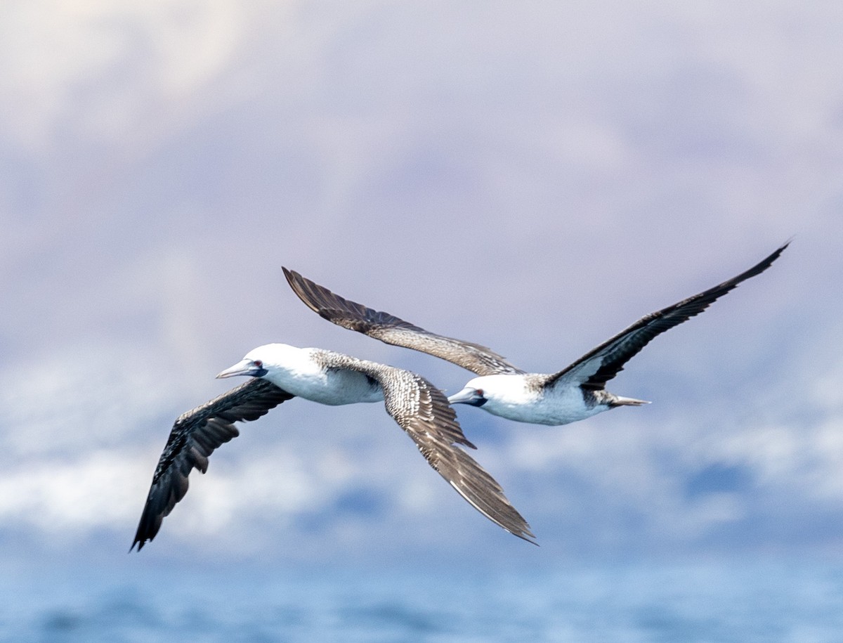 Peruvian Booby - ML617546031