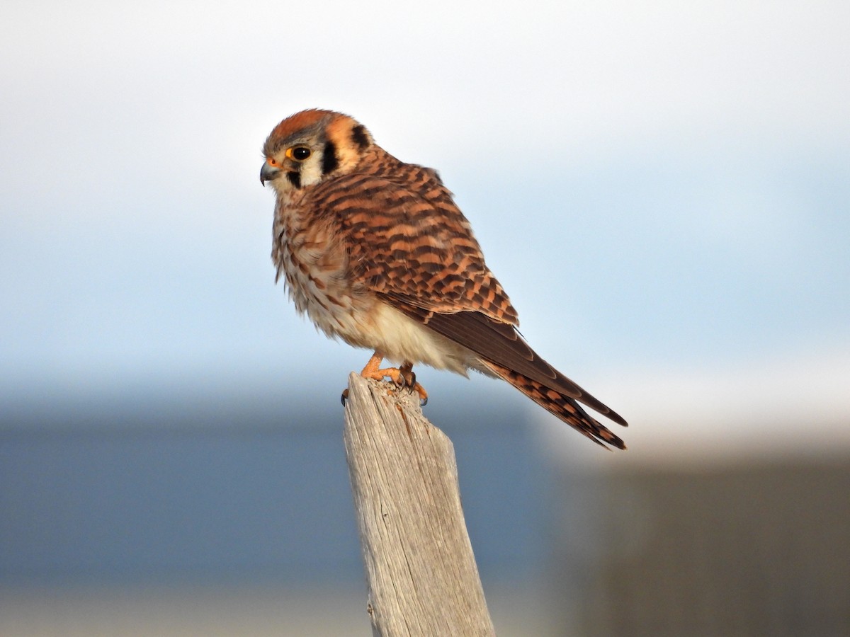 American Kestrel - ML617546034