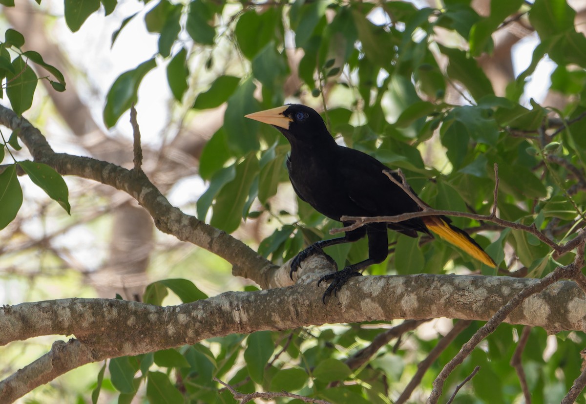 Crested Oropendola - ML617546063