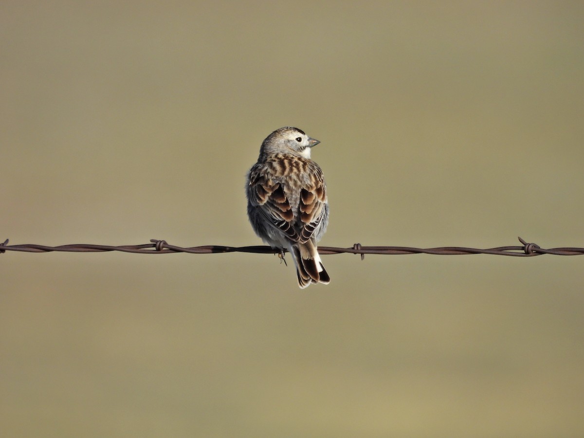 Thick-billed Longspur - ML617546093