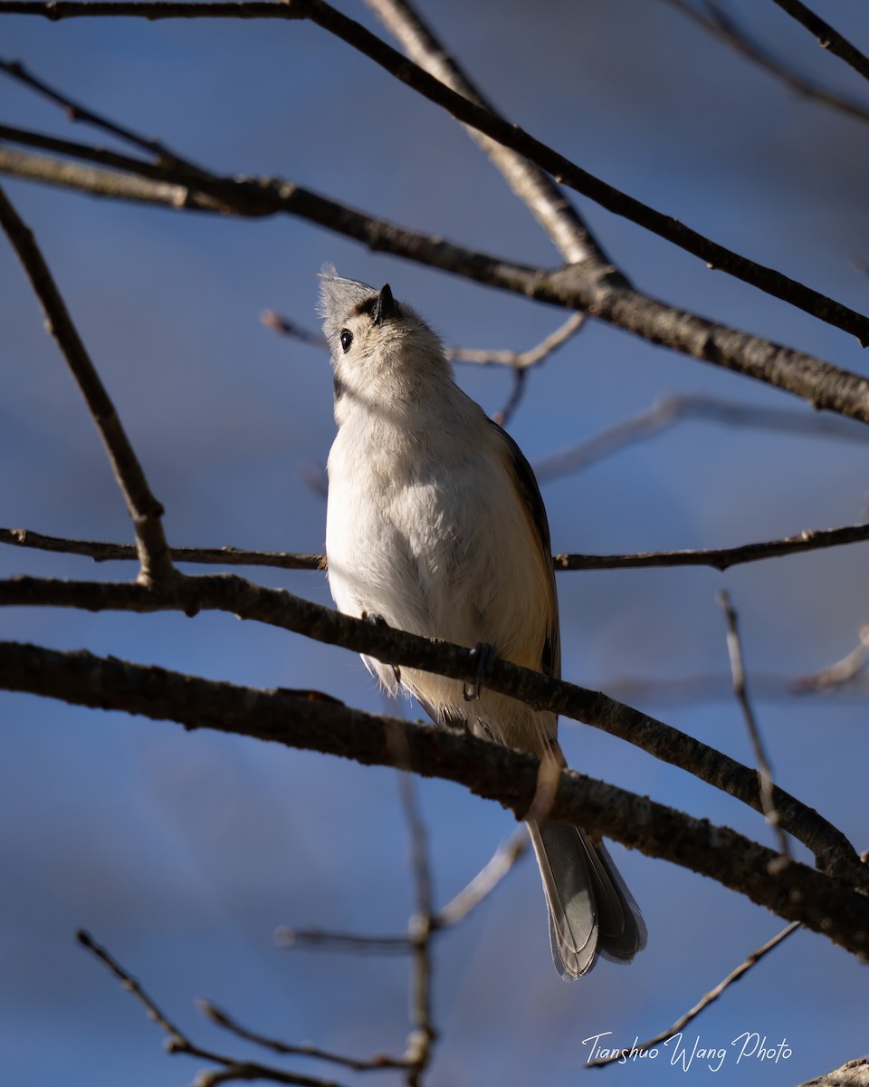 Tufted Titmouse - Tianshuo Wang