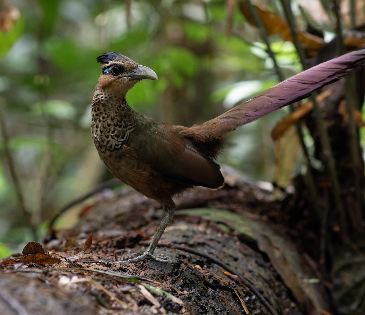Scaled Ground-Cuckoo - Luis Morais /  Hiléia Expeditions