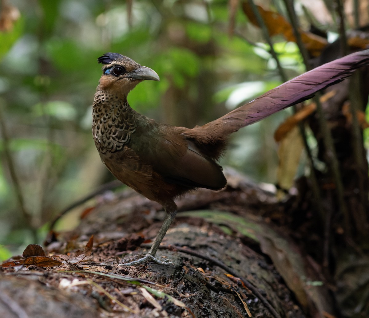 Scaled Ground-Cuckoo - ML617546115