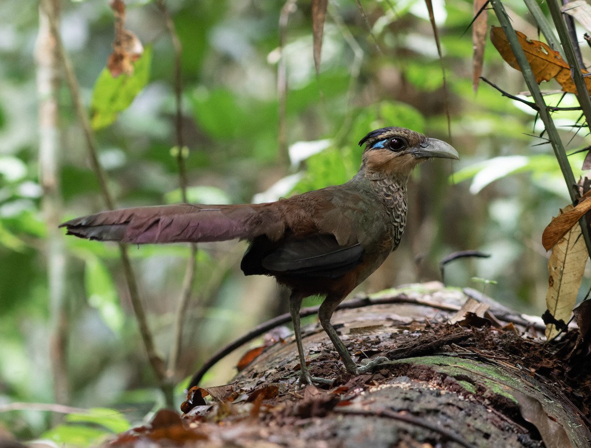 Scaled Ground-Cuckoo - ML617546116