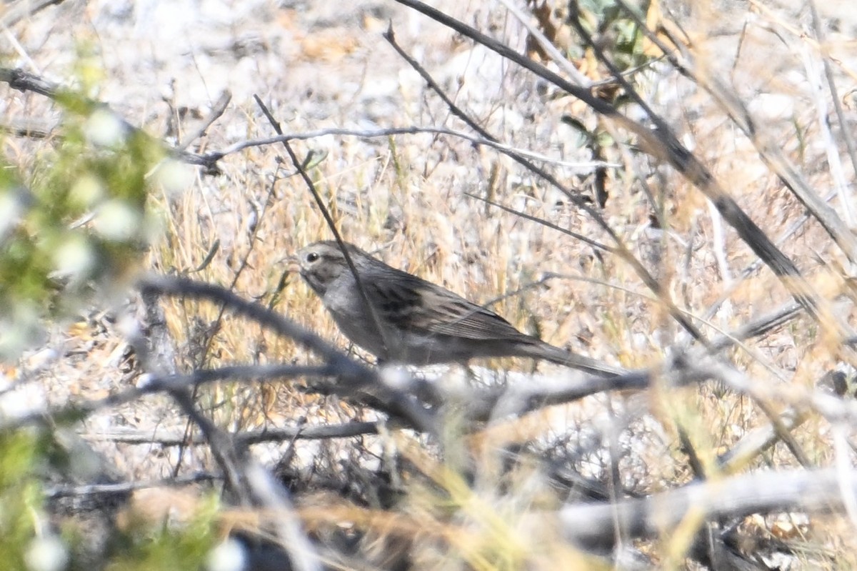 Brewer's Sparrow - ML617546167