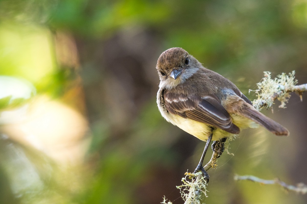 Galapagos Flycatcher - ML617546168