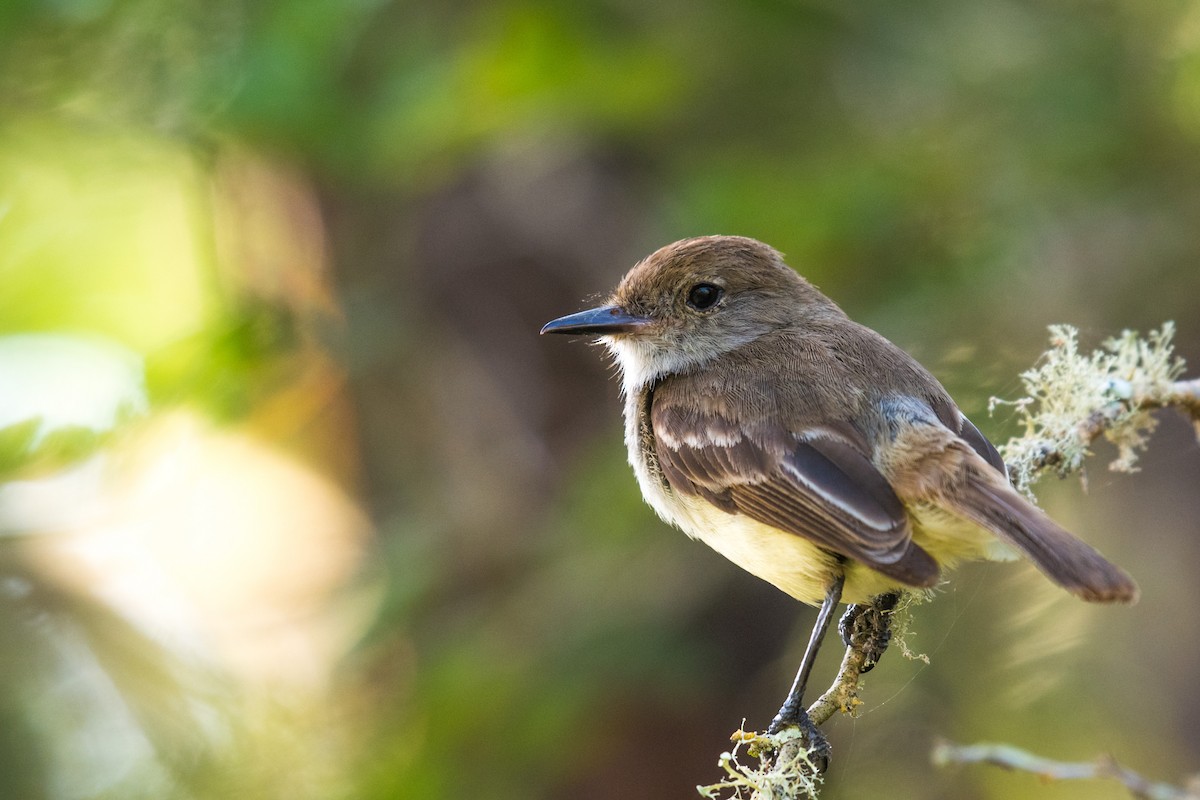 Galapagos Flycatcher - ML617546169